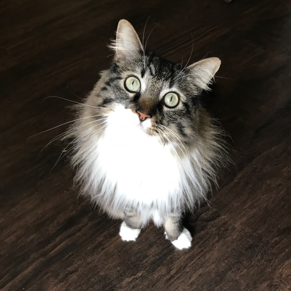 Meet your Posher, Angela